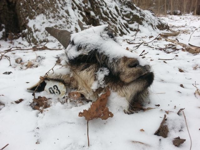 By David Rabig via Gothamist.com