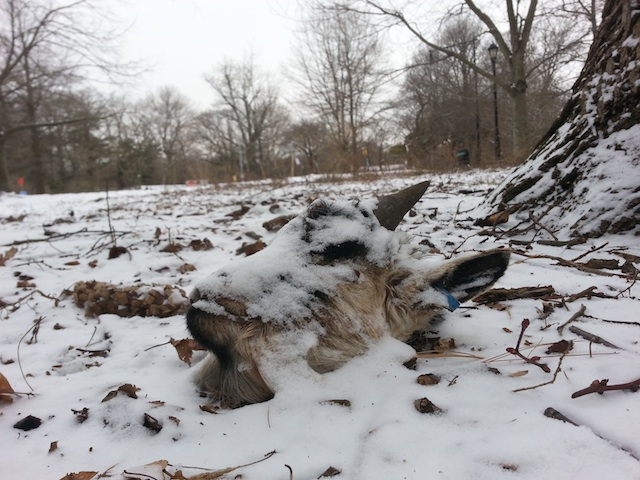 By David Rabig via Gothamist.com